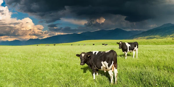Paisagem Montanhosa Com Vacas Pastando Nuvens Tempestade — Fotografia de Stock