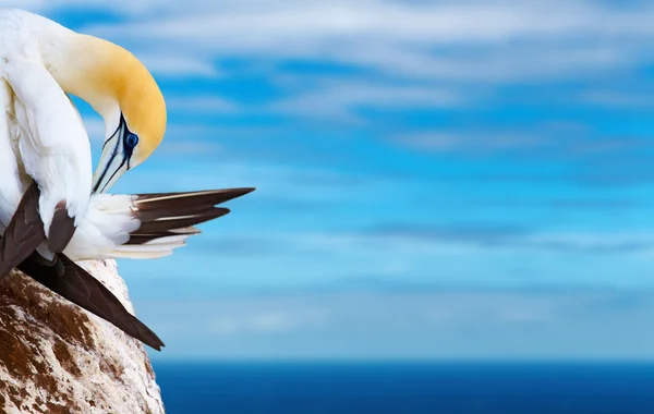 Australasian Gannet Skále Pozadí Modré Oblohy Moře — Stock fotografie