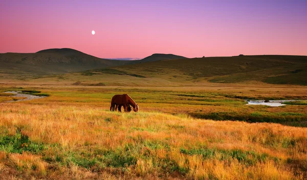Landskap Med Betande Hästar Vid Solnedgången — Stockfoto
