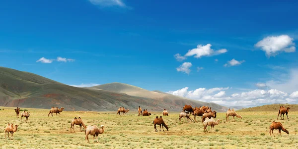 Стадо верблюдов — стоковое фото
