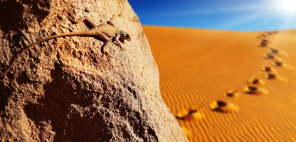 Wüstenechse Auf Dem Felsen Gegen Sanddüne Der Sahara Wüste — Stockfoto