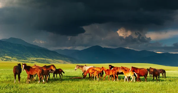 Горный пейзаж с лошадьми — стоковое фото