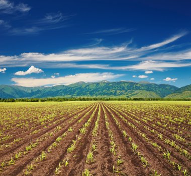 Field with sprouting crops clipart