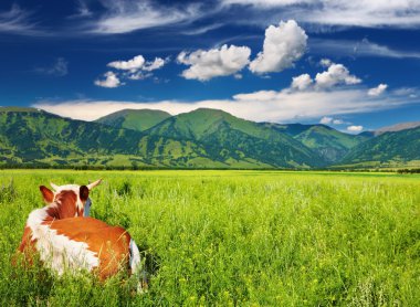 Mountain landscape with green field and resting cow clipart
