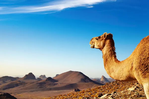 Kameel Saharawoestijn Hoggar Bergen Algeria — Stockfoto