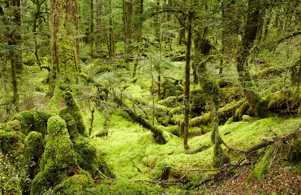 Первобытный лес — стоковое фото