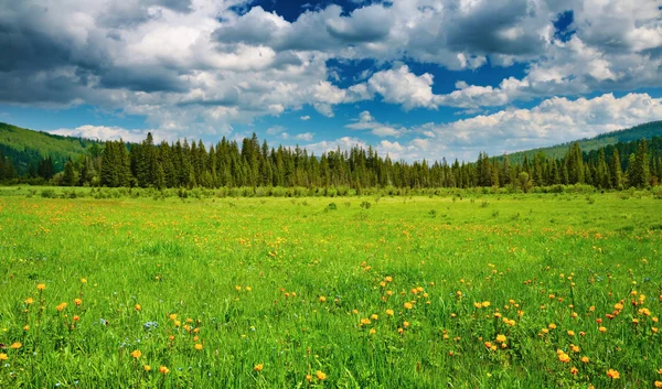 Пейзаж Зеленым Полем Облачным Небом — стоковое фото