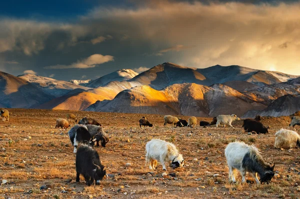 Legelő juhok és kecskék — Stock Fotó