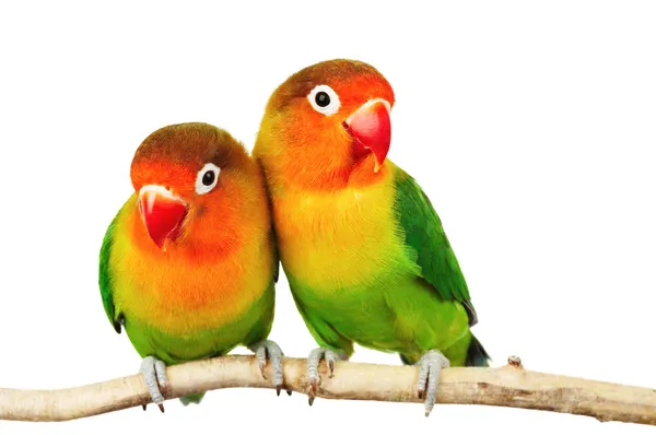 Muhabbet kuşları çifti Telifsiz Stok Imajlar