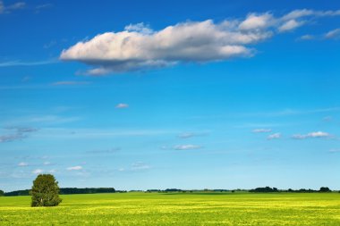 Green field and blue sky clipart