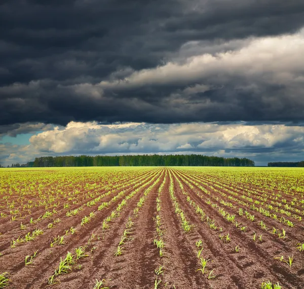 Field with sprouting crops — Stock Photo, Image