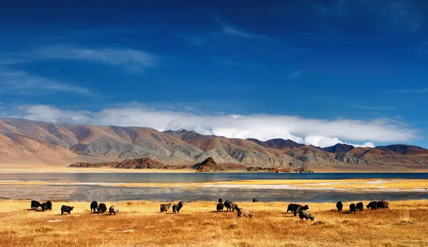 Paisaje mongoliano — Foto de Stock