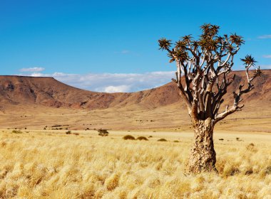 Namibian landscape clipart