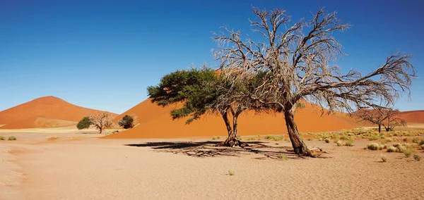 Namib sivatag — Stock Fotó