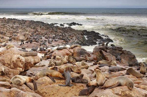 Atlantische zeehonden — Stockfoto