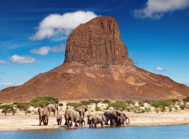 Elephants in african savanna clipart