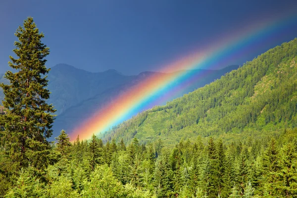 Regenbogen über Wald — Stockfoto