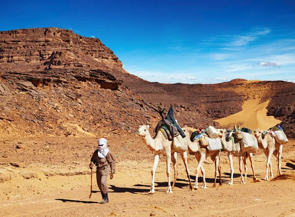 Τροχόσπιτο καμήλες στην έρημο της Σαχάρας, Αλγερία — Φωτογραφία Αρχείου