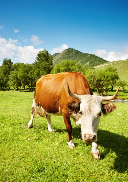 Vacca cornuta — Foto Stock
