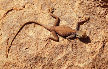 Desert lizard on the rock clipart