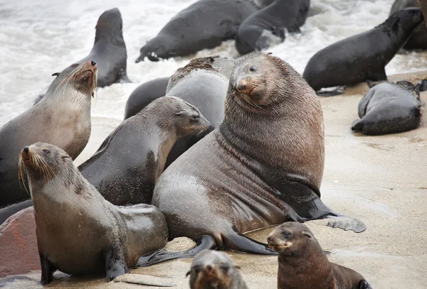 Foglie di foca atlantica — Foto Stock