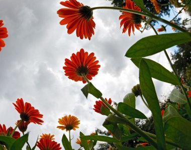 Calendula bulutlu gökyüzü çiçekleri. HDR.