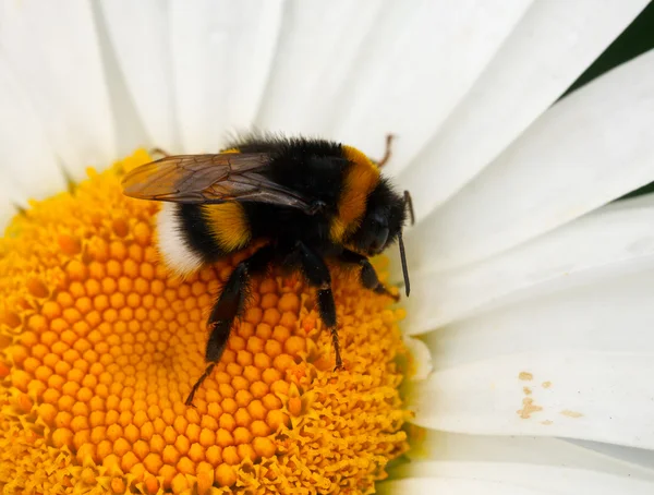 Bumblebee. — Stock Photo, Image