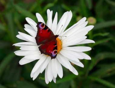 gözleri inachis io amphiesmenoptera kelebek papatya çiçek palin.