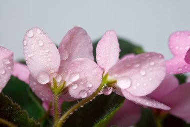 Pink, damla, Afrika Menekşe makro.