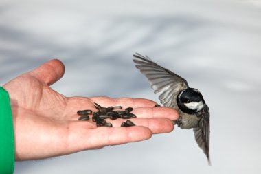 chickadee