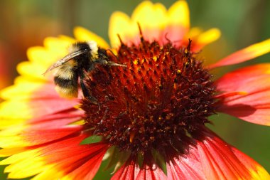 Bumblebee çiçek gardenya üzerinde.