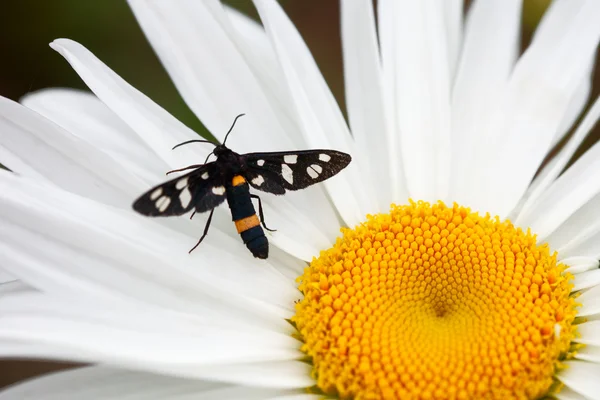 Black moth. — Stock Photo, Image