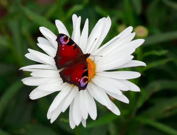 Palin Oczy Inachis Włoskom Motyl Kwiat Rumianku — Zdjęcie stockowe