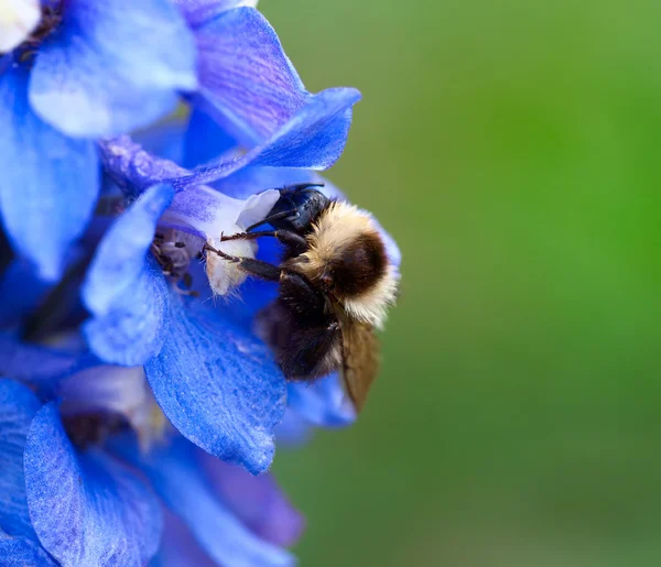 Bumble Bee Flower Delphinium — Stock Photo, Image
