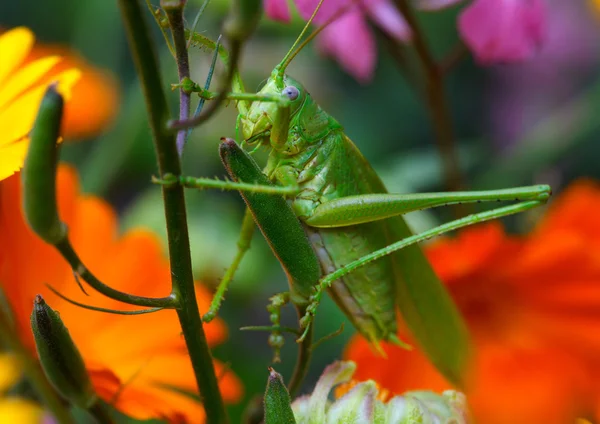 Grasshopper Bright Flowers — Stock Photo, Image