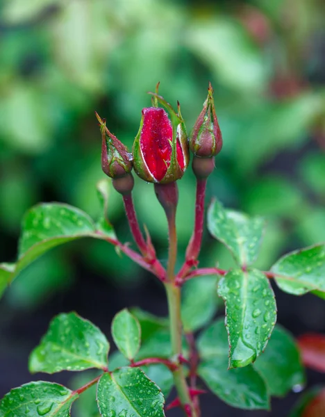 Rose buds. — Stock Photo, Image
