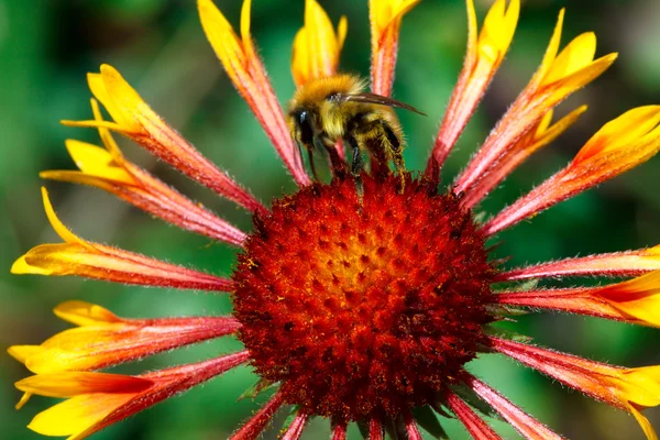 Working bumblebee. — Stock Photo, Image