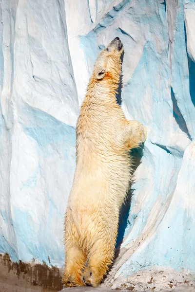Hayvanat Bahçesinde Meraklı Kutup Ayısı — Stok fotoğraf