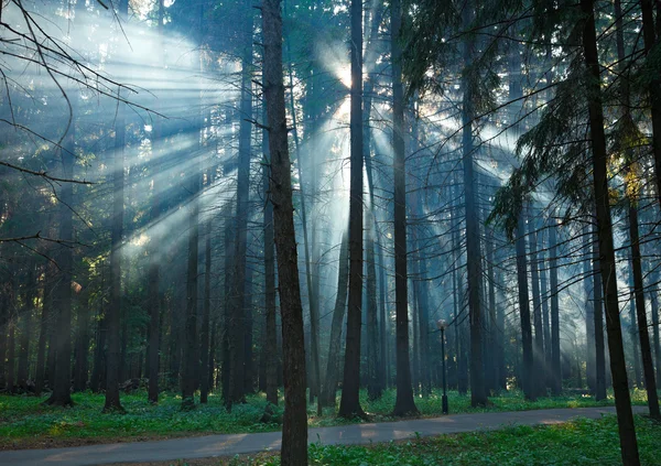 Mistique ліс Ліцензійні Стокові Фото