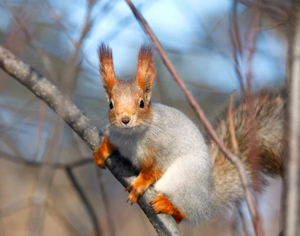 stock image Squirrel.