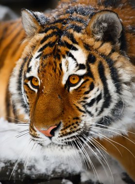 Tiger portrait clipart