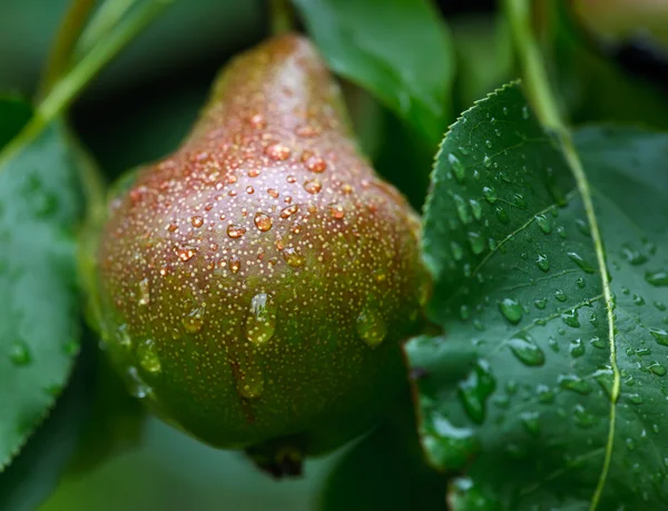 Wet Pear. — Stock Photo, Image