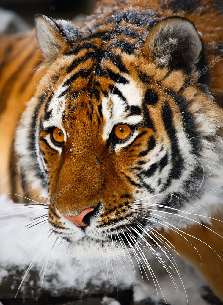 Tiger portrait Stock Photo by ©izhorov 5373354