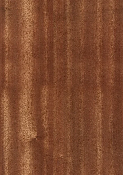 Seamless eucalyptus texture — Stock Photo, Image