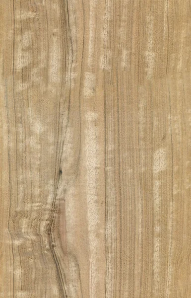 Naadloze eucalyptus textuur — Stockfoto