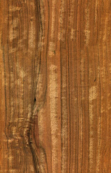 Seamless eucalyptus texture — Stock Photo, Image