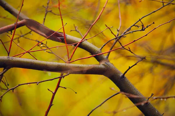 Höstens grenar — Stockfoto