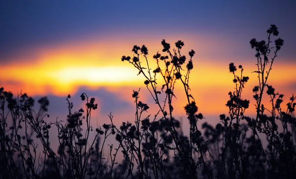 Withered agrimony at autumn sunset — Stock Photo, Image