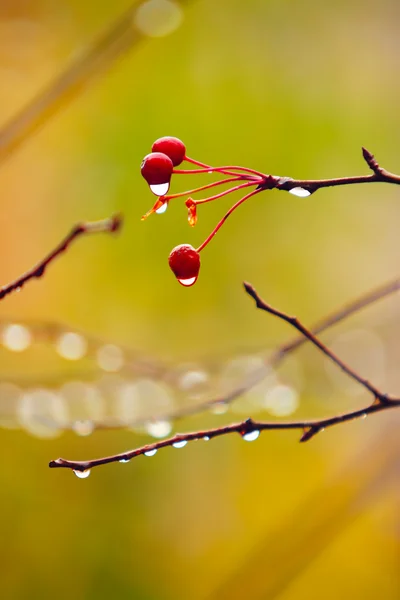 Autumn branches — Stock Photo, Image