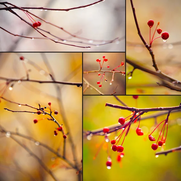 Осенние ветви под дождем — стоковое фото